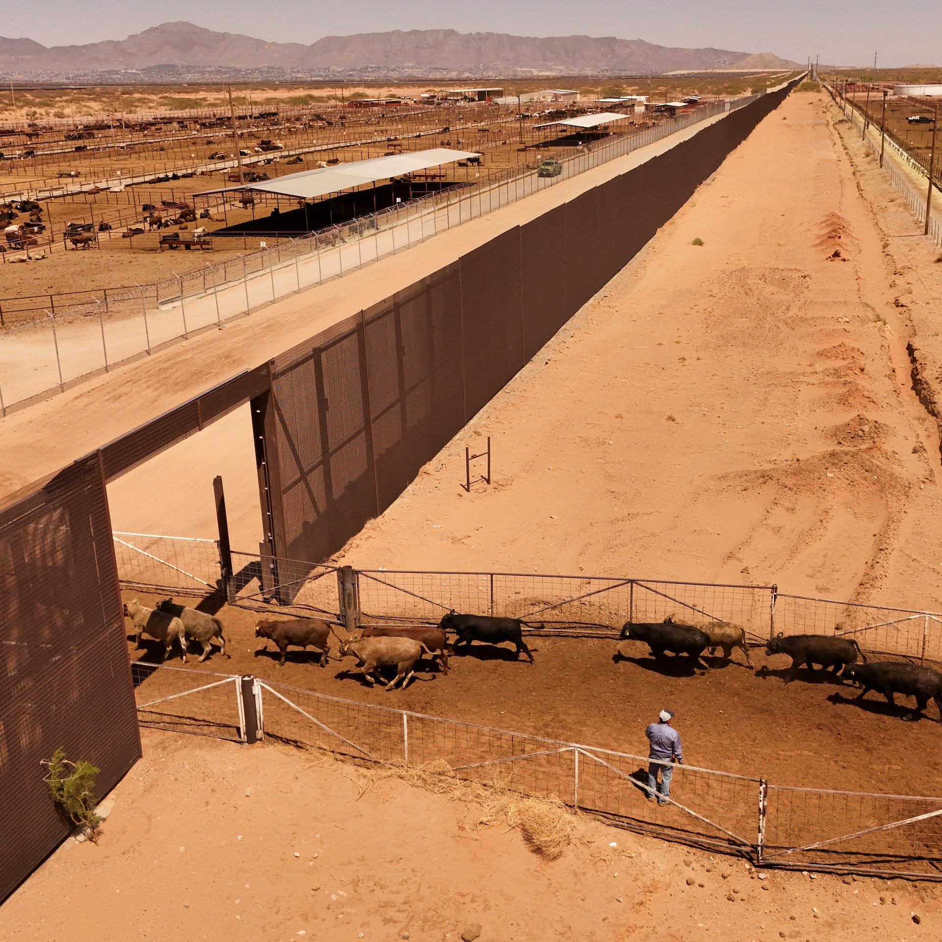 Impacto de la Importación Suspendida de Ganado Mexicano por EE.UU.